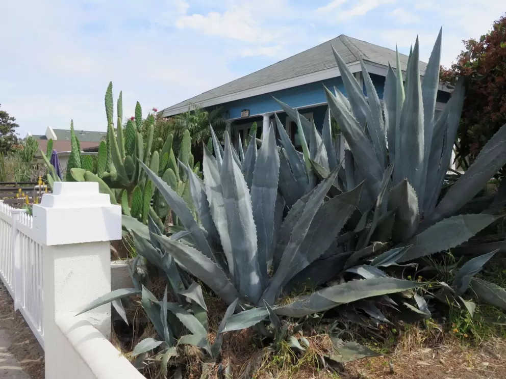 Cactus garden in front of a house near the beach. 