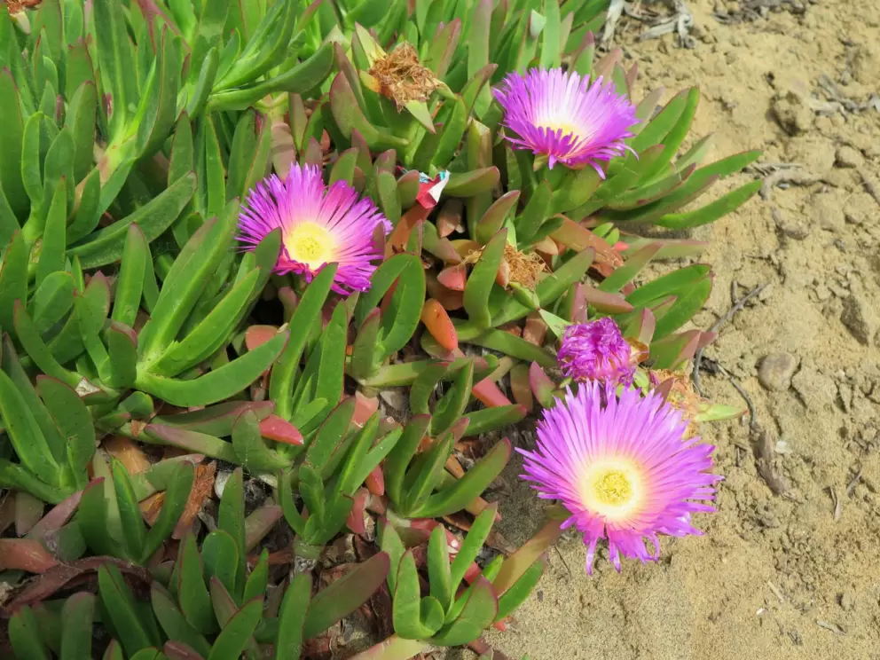 Ice plant. 