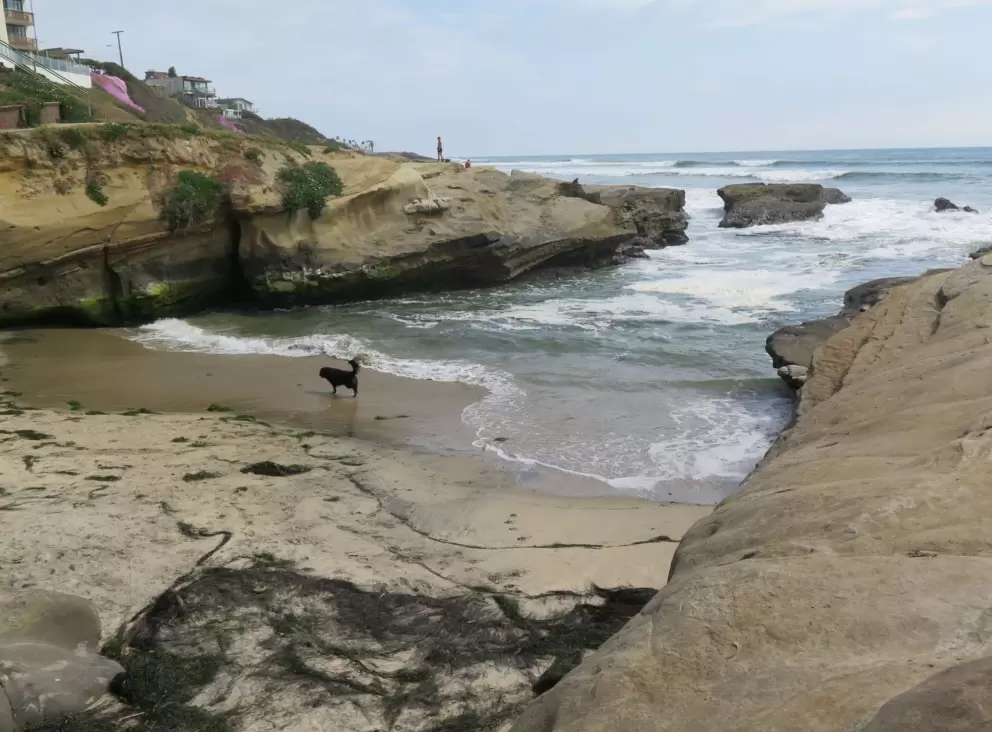 A dog at Casablanca Cove. 