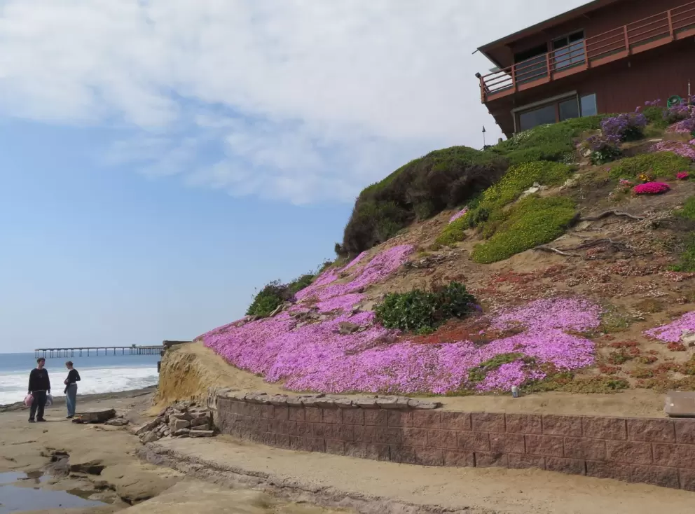 Ice plant and a beach house. 