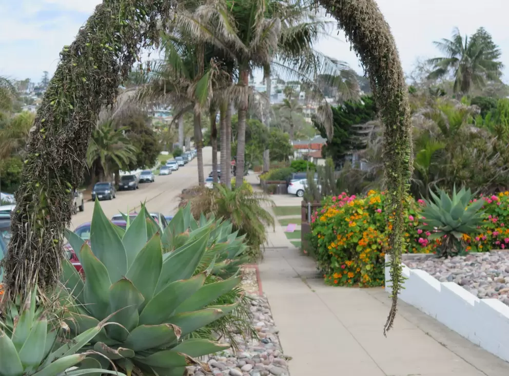 Plant like an arch. 
