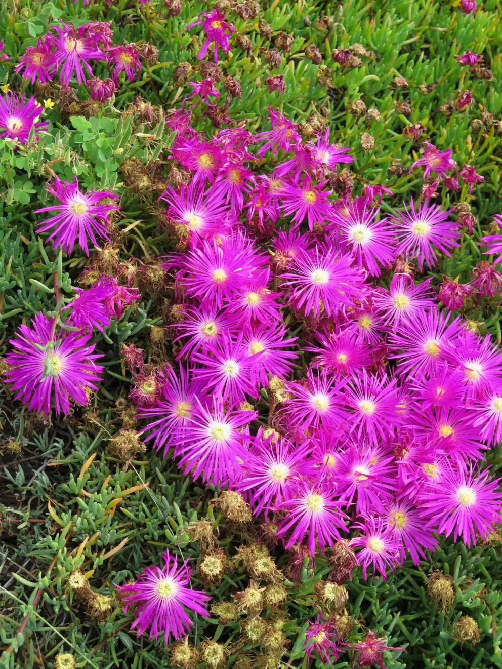 Ice plant adding intense color. 