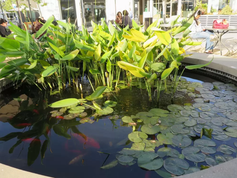 Lily pad pool. 