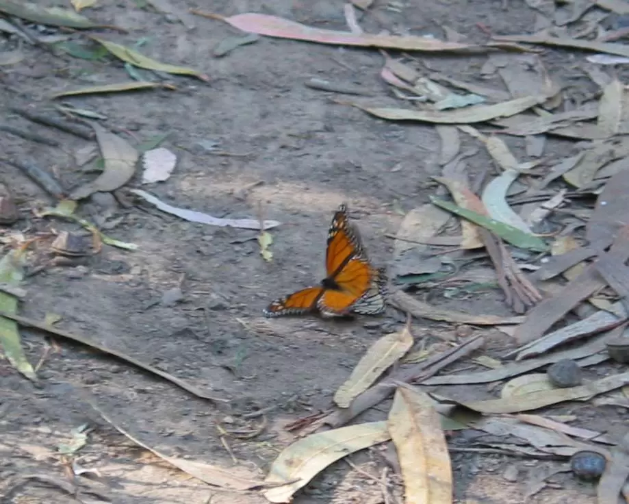 A lone monarch butterfly might land right beside you!