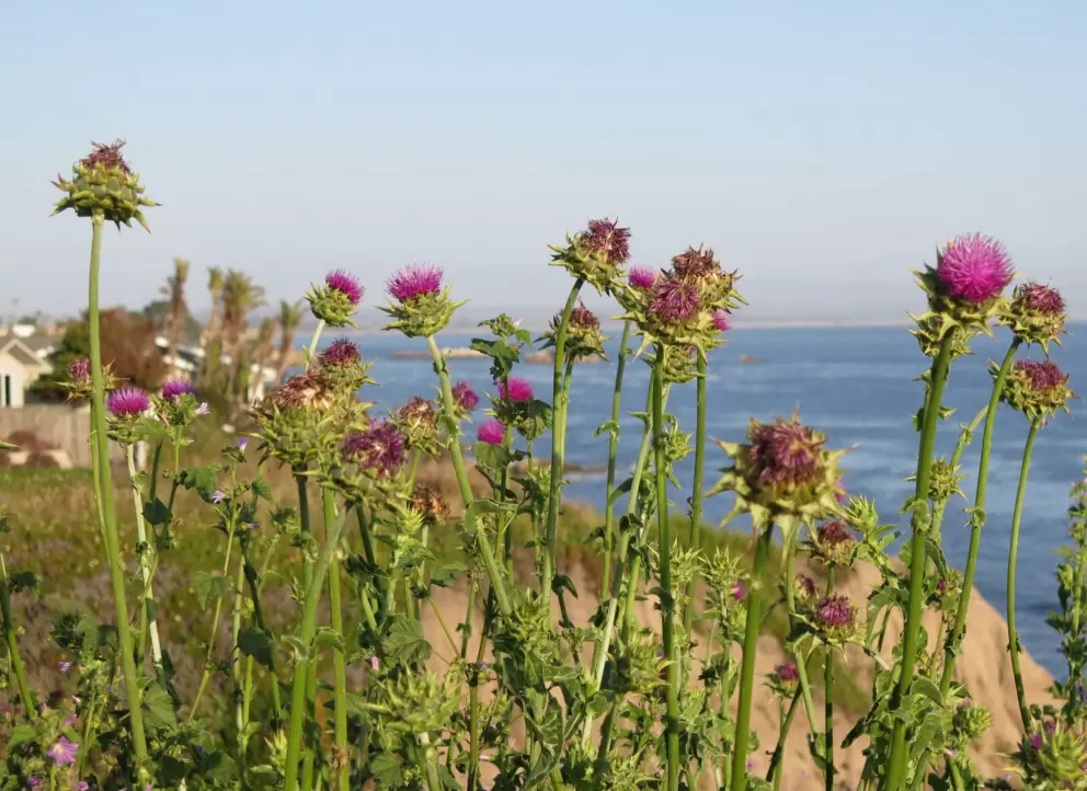 Round purple flowers and the sea. 