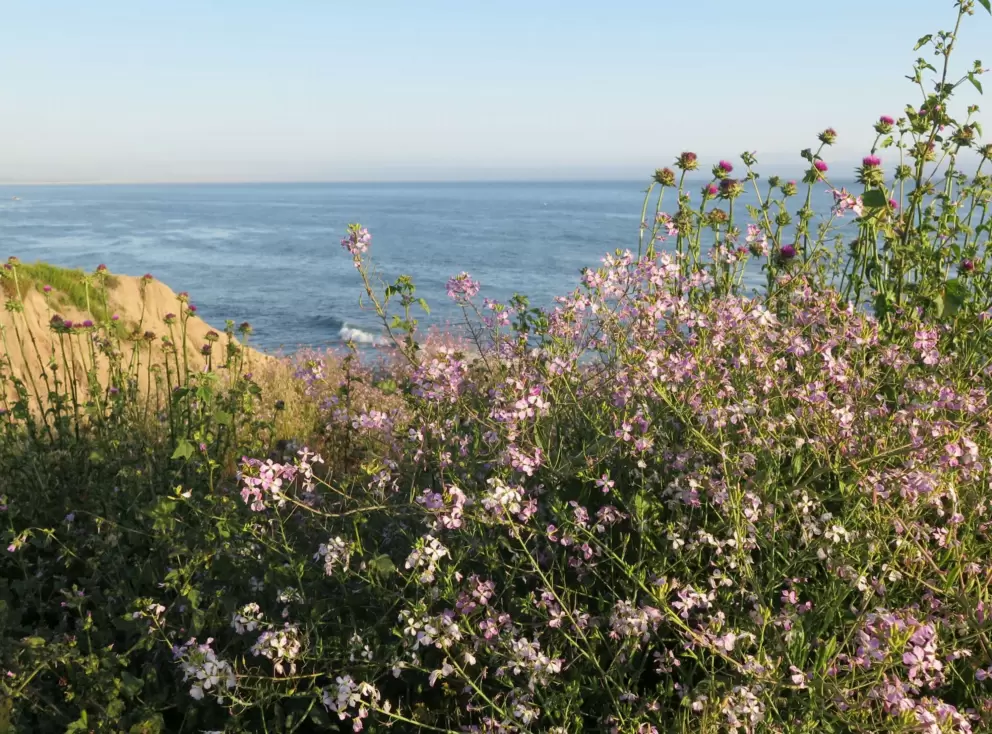 Wispy purple flowers and the golden cliffs and sea. 