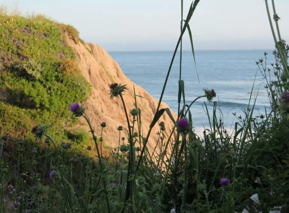 Flowers and a wave in the distance. 