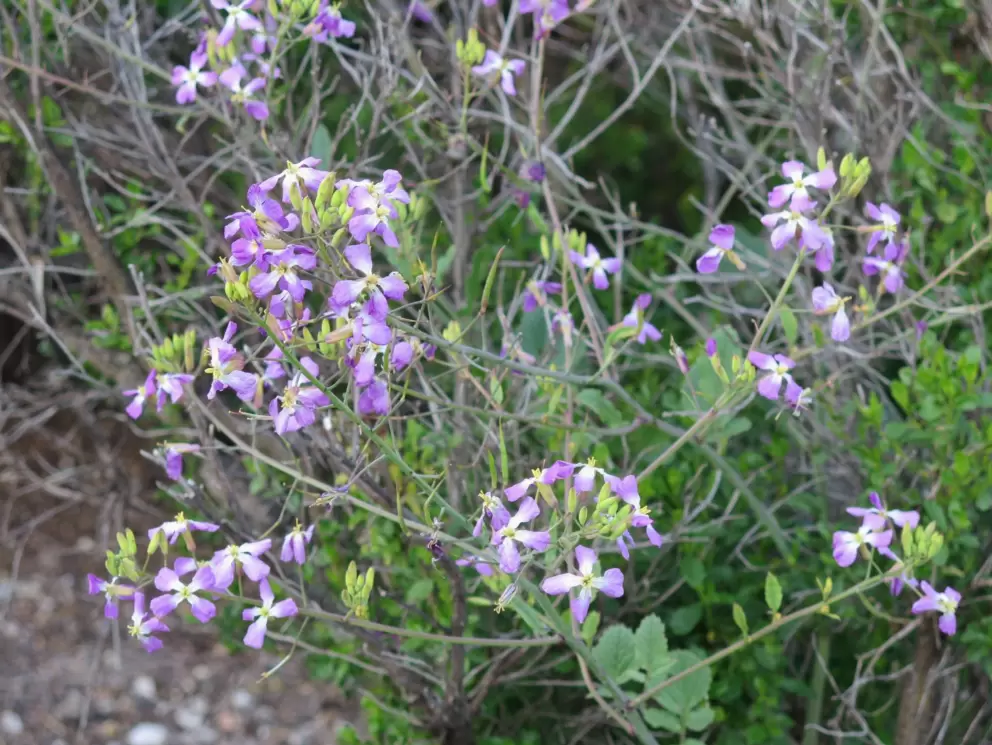 Purple flowers. 
