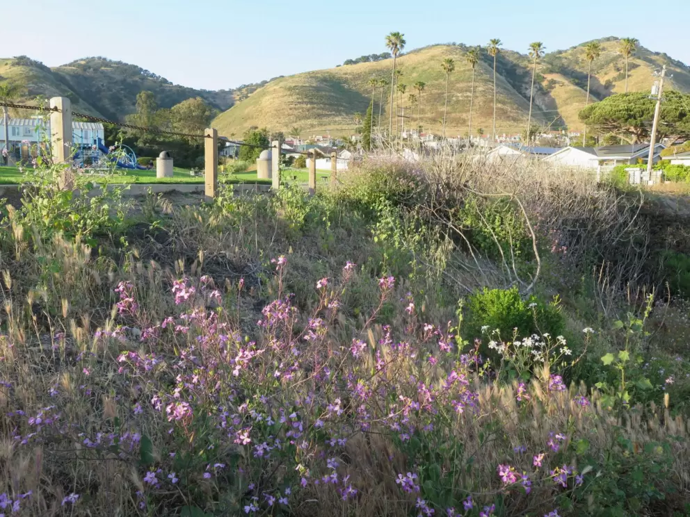 Flowers galore, and green hills. 