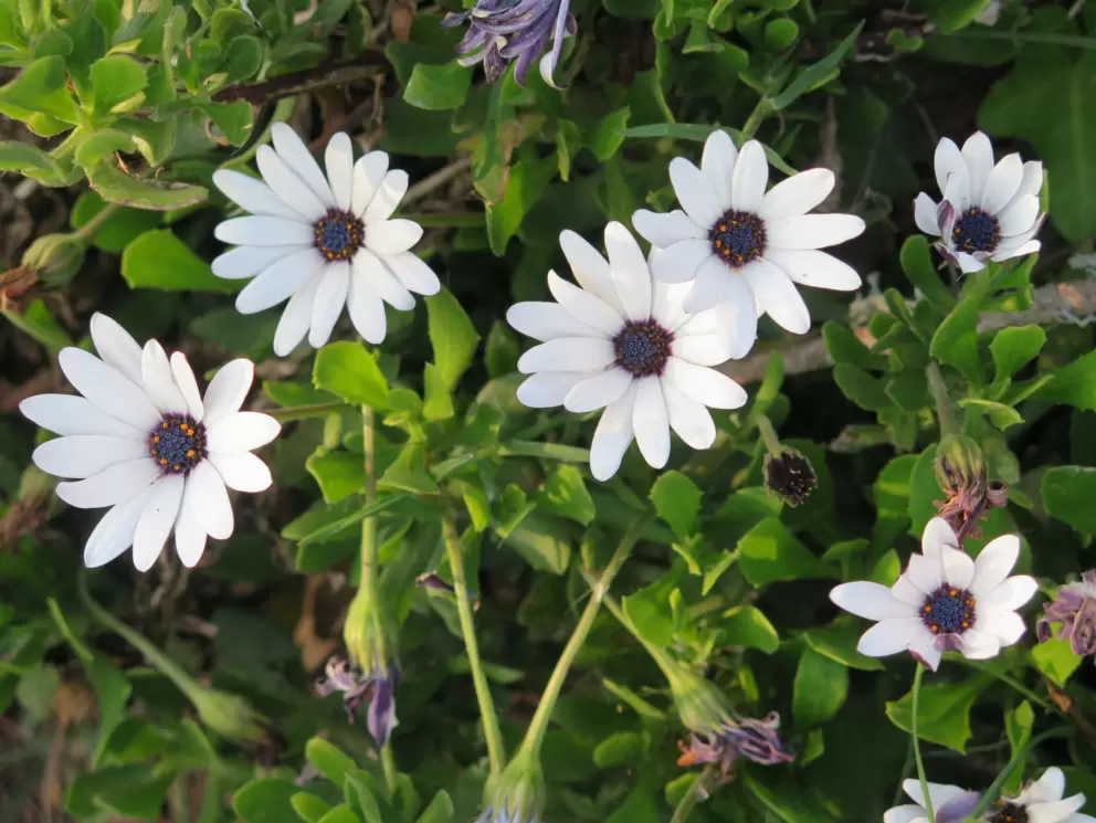 Daisies with purple centers. 