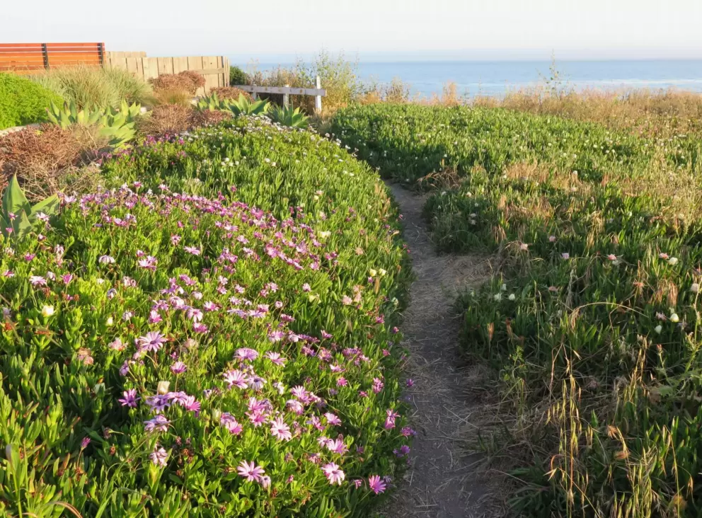 Dirt path through flowers. 