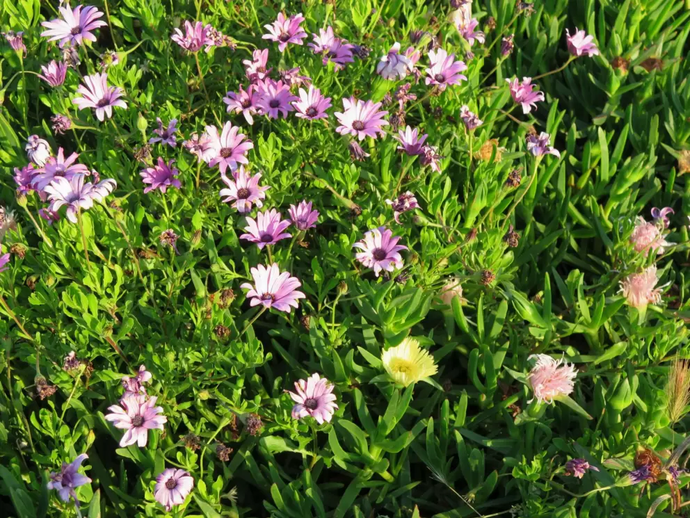 Daisies and ice plant. 
