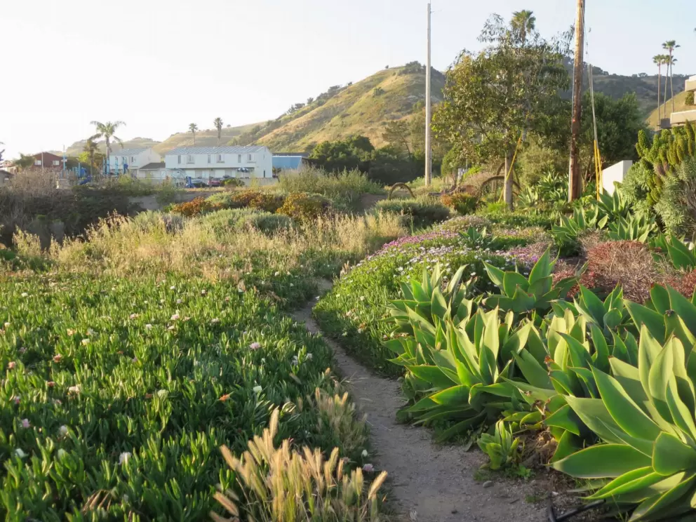 The winding dirt path through flowers and cactus. 