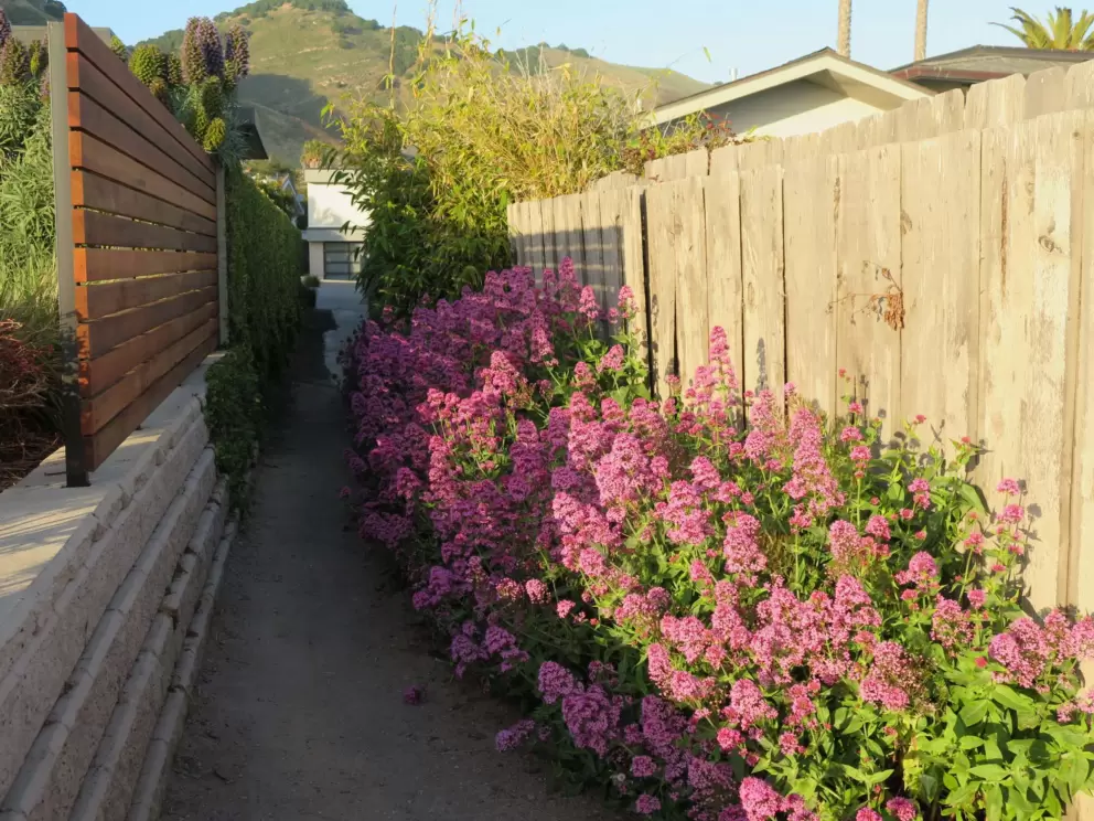 Path between wooden fences. 