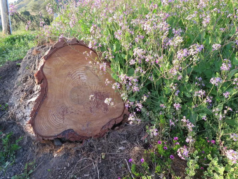 Flowers and a log. 