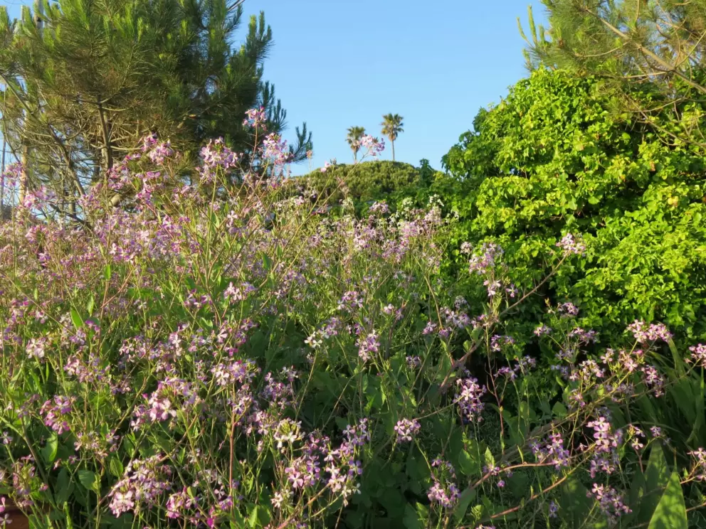 Purple flowers, and green hills and California palms in the distance. 