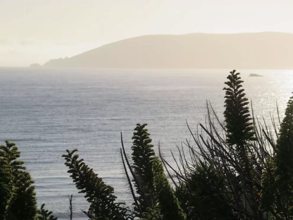 Flowers and Avila Bay in the distance. 