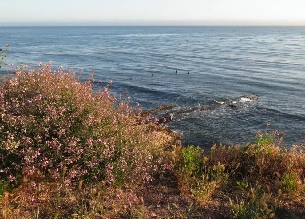 Flowers on the cliff and tidepools below. 