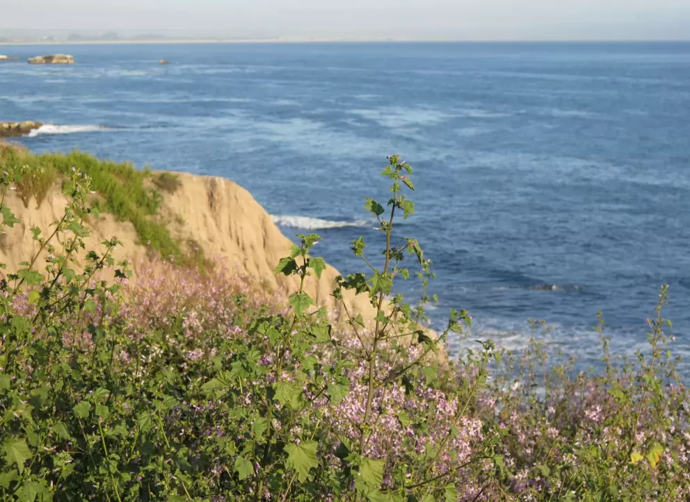 Perfect curve of cliff, sea, and flowers. 