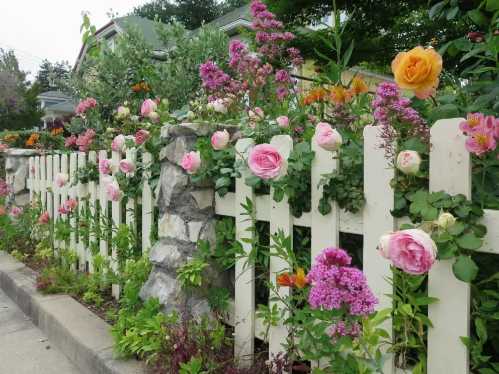 Flowers bursting over a fence. 