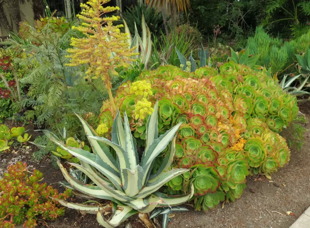 Desert plants. 