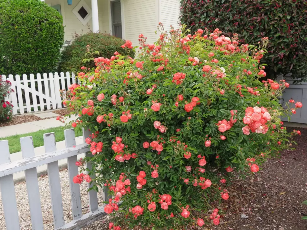 Peachy flowers and a white picket fence. 