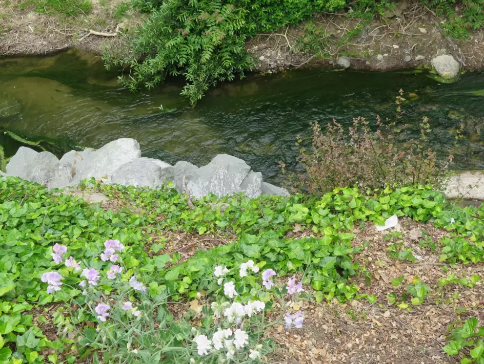 The creek, looking lovely.