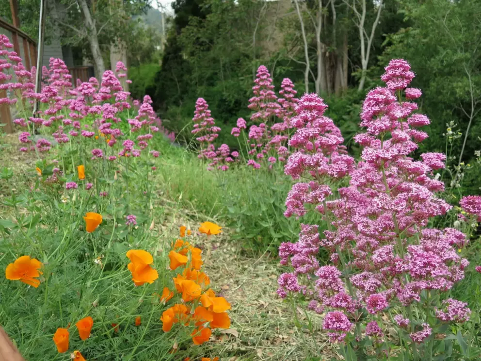 Poppies and purple flowers by the creek. 