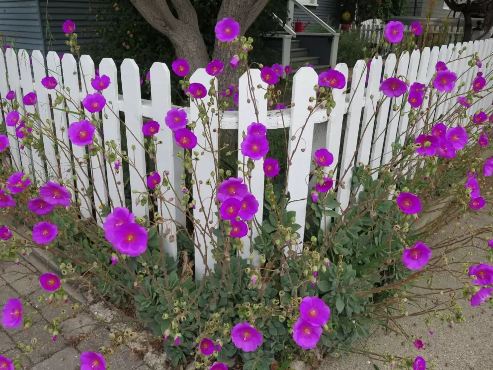 Purple flowers by a white fence. 