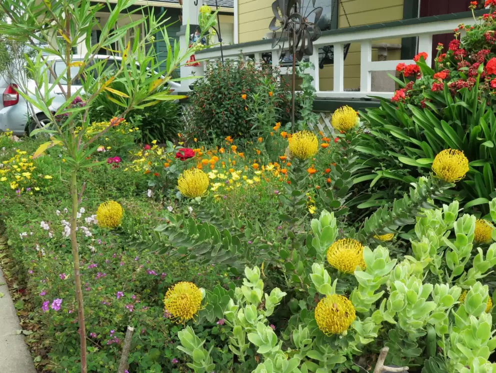 African flowers in a delicate garden. 
