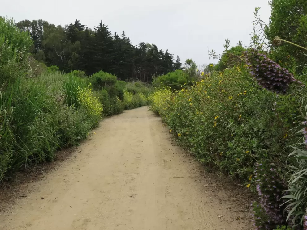 Flowers along the path. 
