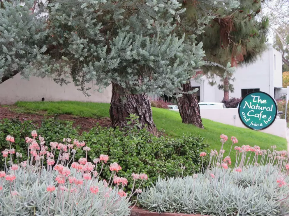 Landscaping with silvery tones outside Natural Cafe. 
