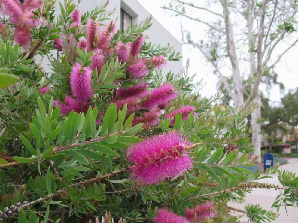 Pink bottlebrush outside Natural Cafe. 