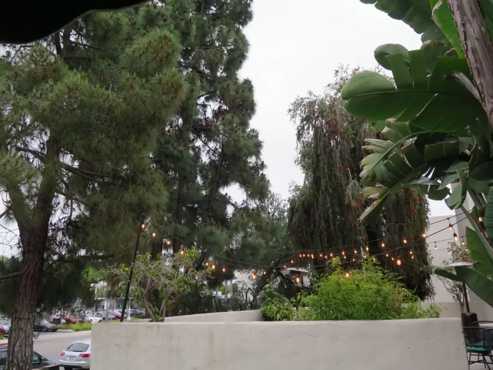 Strung lights in the fantastic outdoor seating at Natural Cafe. 
