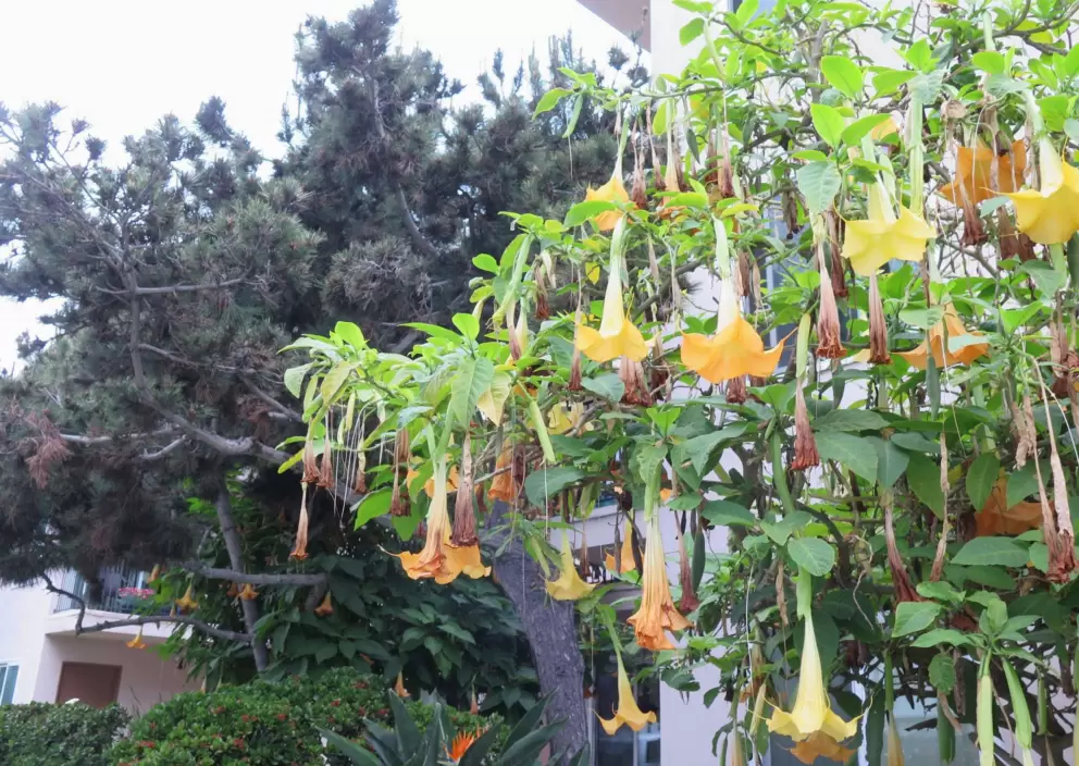 Trumpet flowers. 