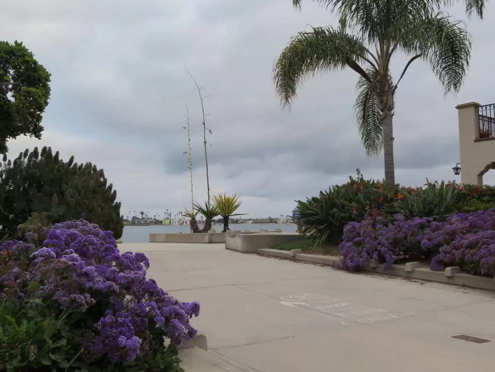 Purple flowers at the entrance to the boardwalk. 
