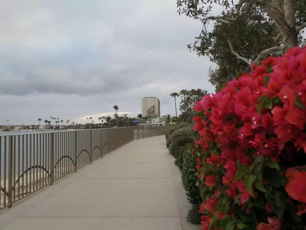 Pink bougainvillea and bridge at the boardwalk.
