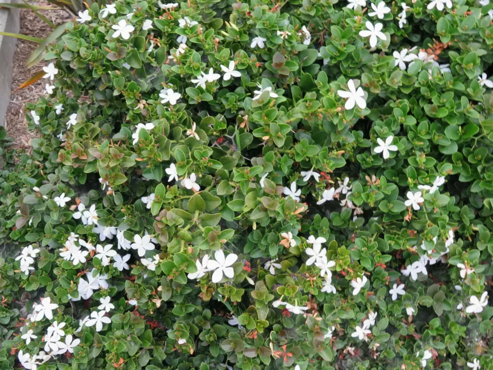 Fragrant jasmine. 