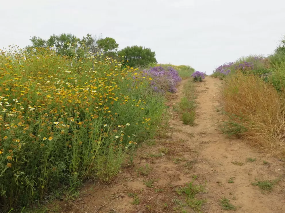 Flowers along the path. 