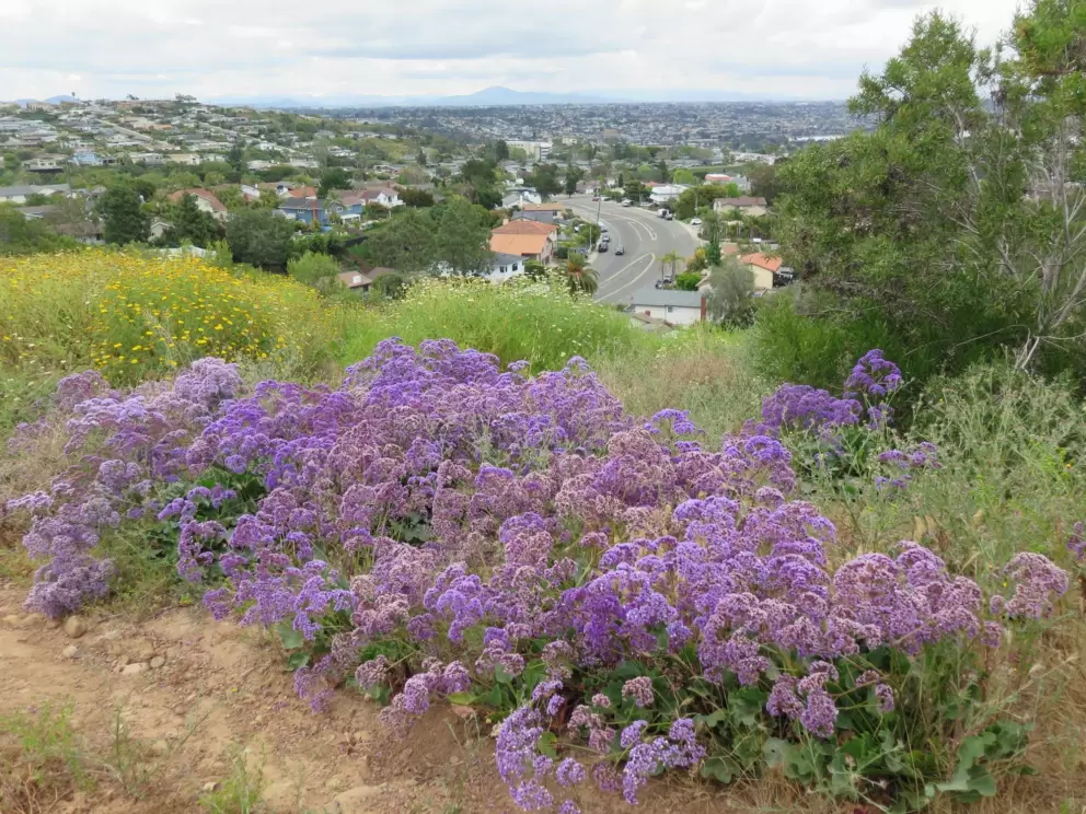 Purple flowers and Soledad Mountain Rd below. 
