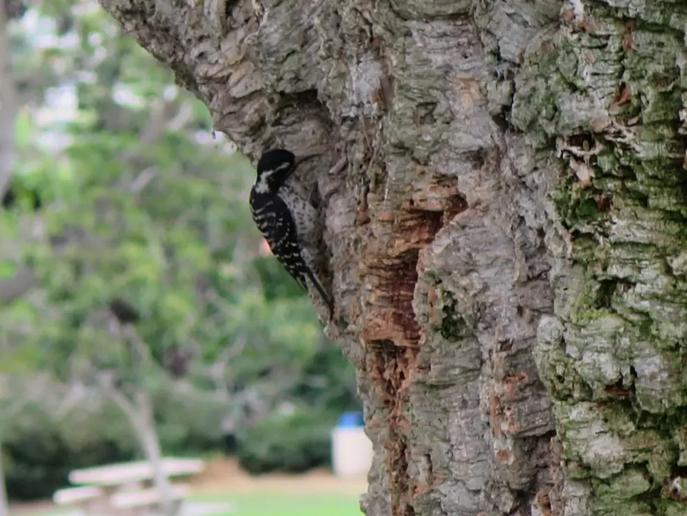 Woodpecker and cork tree. 
