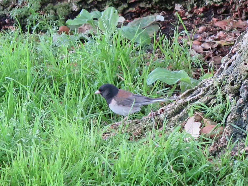 Cute bird. 