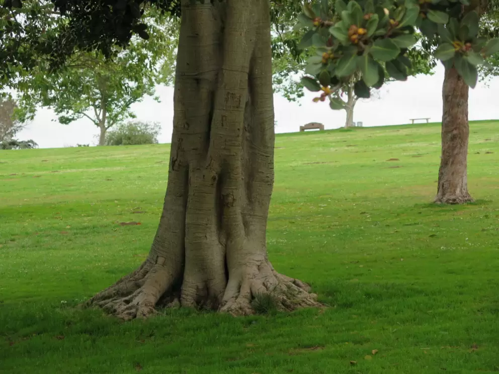 Magnolia tree. 