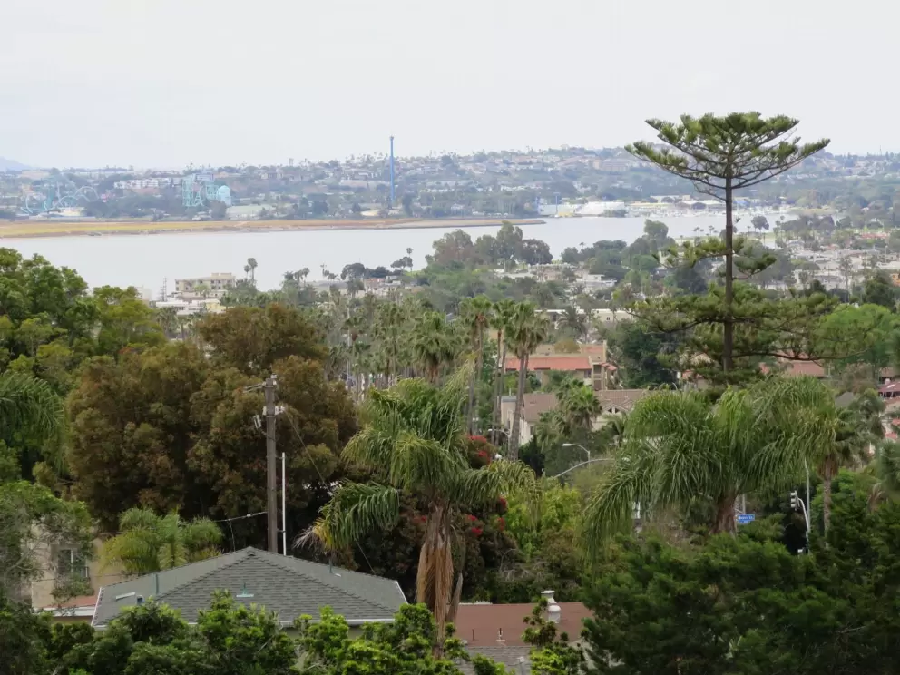 Norfolk pine and Mission bay in the distance. 