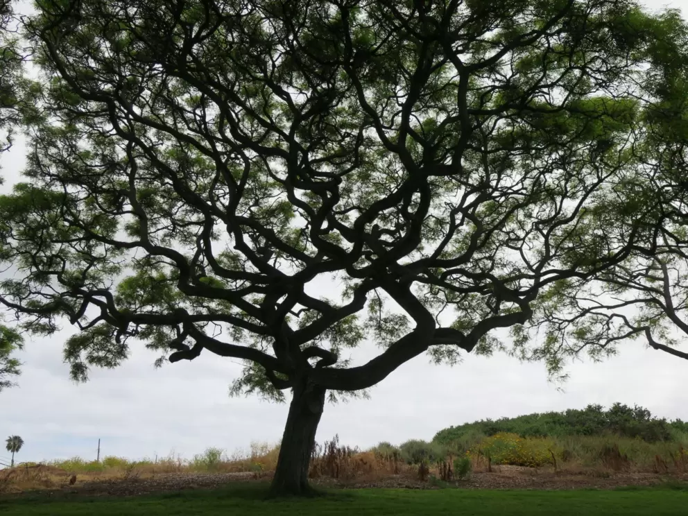 Amazing twisty tree. 