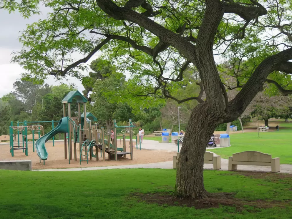 The playground behind twisty trees. 