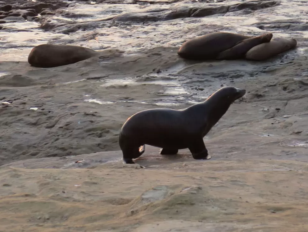 Seal in motion. 