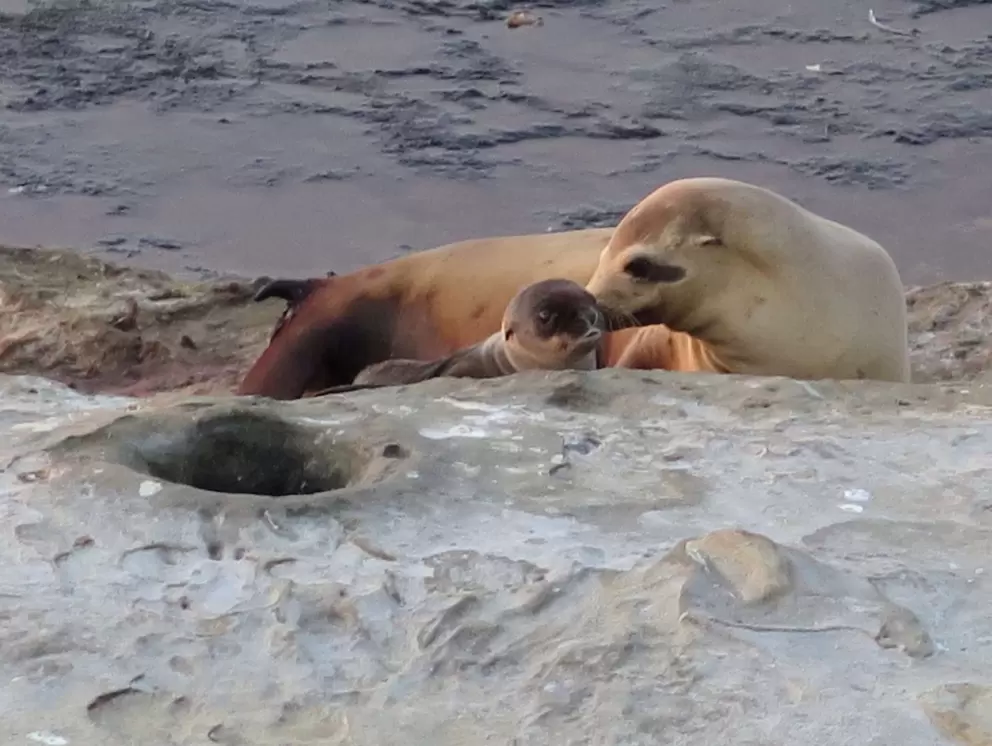 Mommy and baby seal.