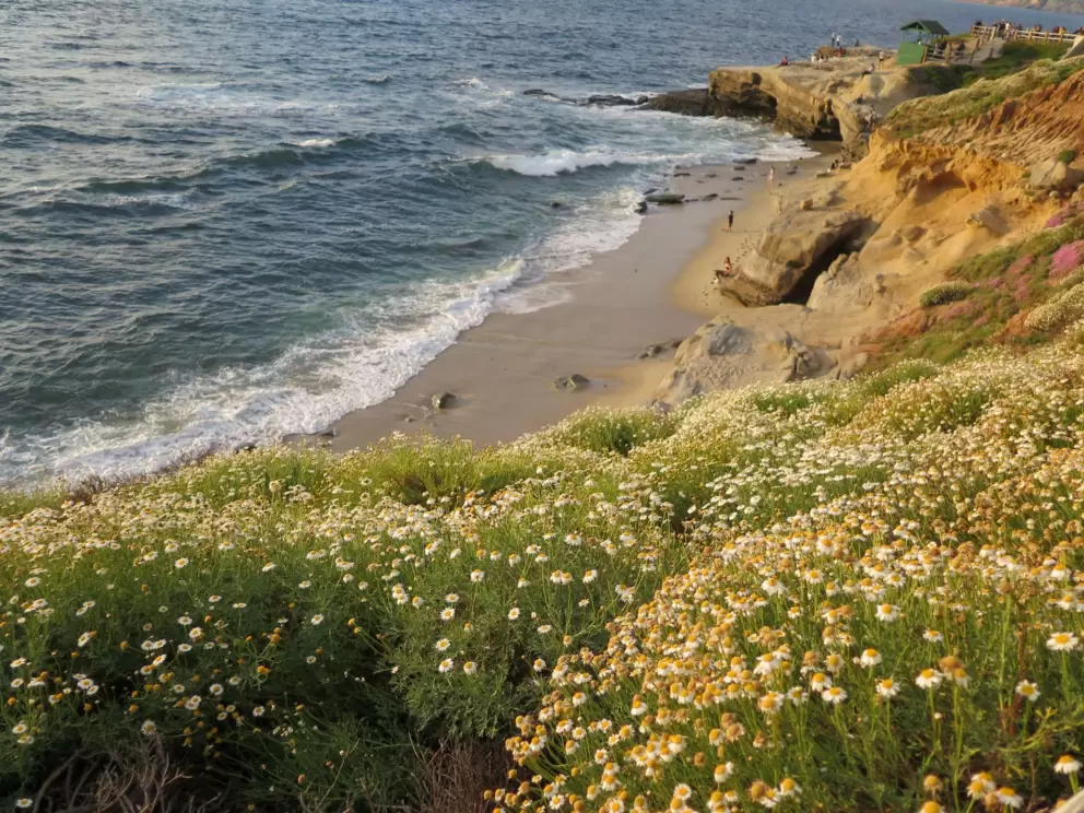Golden light on the daisies on the cliffs. 