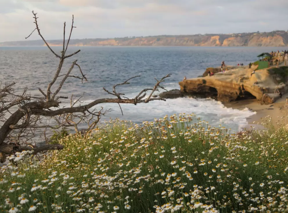 Daisies and golden cliffs in the distance. 